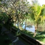 View over rice fields Ubud Bali