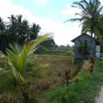 Rice fields Ubud
