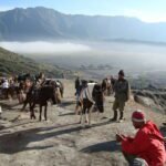 Horses Bromo Crater