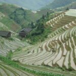 Rice Terraces Ping'an
