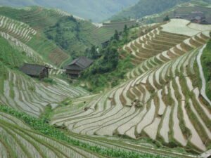 Rice Terraces Ping'an