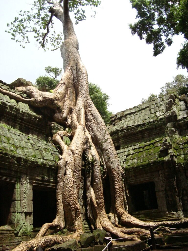 Enormity of tree roots Preah Khan