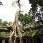 magnificent tree roots Preah Khan