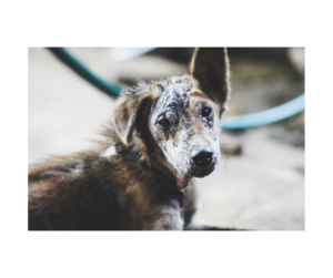 Read more about the article One Day – a street dog’s story