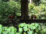 Orangutans and monkeys