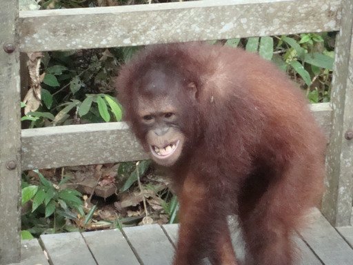 Young Orangutan Sepilok