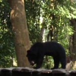Asian black bear at rescue centre LP