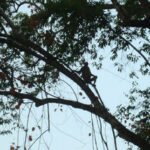 Silhouette of Probiscis monkey