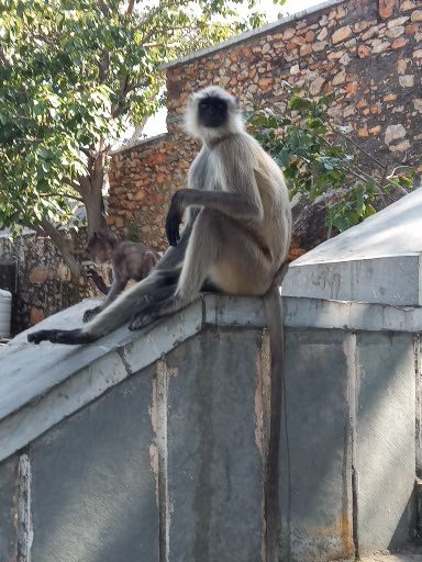 Monkey at Sajjan Garh