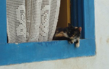 Cat at window Paraty