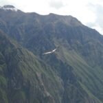 Condor soaring high