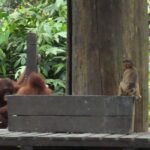 Orangutans and monkeys