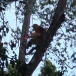 Probiscis monkey in tree
