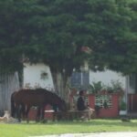 Man and horses San Andres
